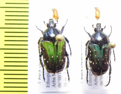 Leucocelis nigrithorax  Ethiopia - INSECTS-STORE.RU