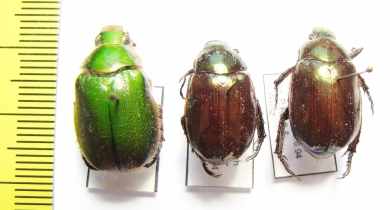 Rutelinae sp.  India - INSECTS-STORE.RU