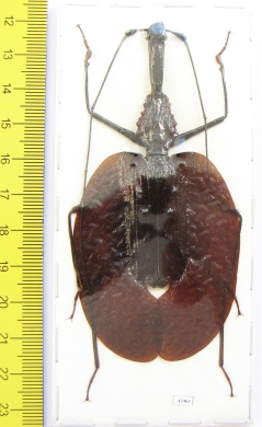 Mormolyce phyllodes  Indonesia, Sumatra  95mm - INSECTS-STORE.RU