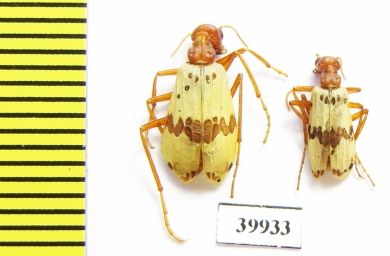 Pleuropasta mirabilis  USA - INSECTS-STORE.RU