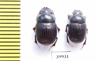 Scarabaeinae sp.  South Africa Rep. - INSECTS-STORE.RU