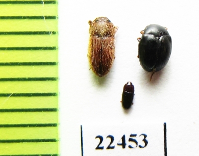 Biphyllidae sp.  Peru - INSECTS-STORE.RU