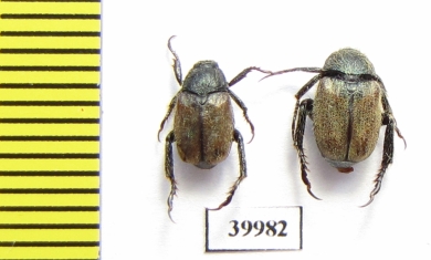 Hoplia dubia  Italy - INSECTS-STORE.RU