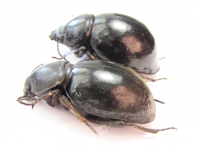 Tenebrionidae sp., pair  Angola - INSECTS-STORE.RU