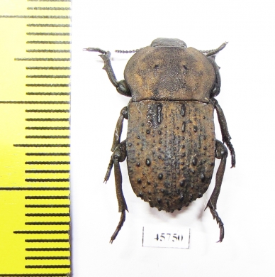 Anomalipus sp.  South Africa Rep. - INSECTS-STORE.RU