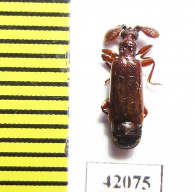Paussinae sp.  South Africa Rep. - INSECTS-STORE.RU