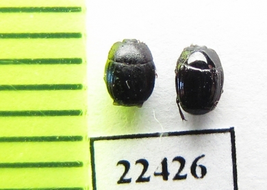 Histeridae sp.  Peru - INSECTS-STORE.RU