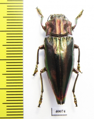 Cyphogastra angulicollis  Indonesia, Larat isl. - INSECTS-STORE.RU
