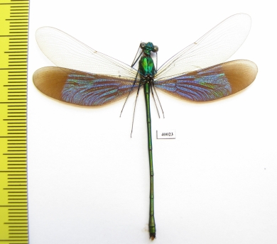 Odonata sp.  Indonesia, Java - INSECTS-STORE.RU
