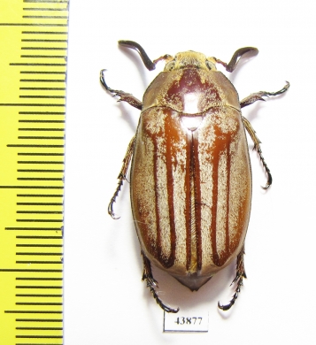 Melolontha sp.  Vietnam - INSECTS-STORE.RU