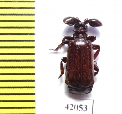 Paussinae sp.  South Africa Rep. - INSECTS-STORE.RU