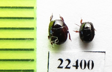 Histeridae sp.  Peru - INSECTS-STORE.RU