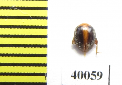 Scirtidae sp.  Indonesia, Sumatra - INSECTS-STORE.RU