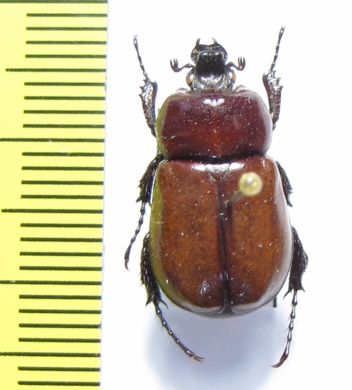 Coelocorynus hiermeieri, male  Ethiopia - INSECTS-STORE.RU