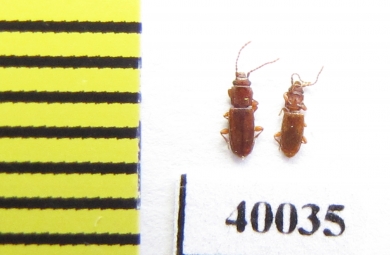 Laemophloeidae sp.  Russia, Tver reg. - INSECTS-STORE.RU