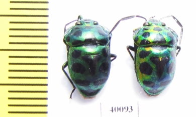 Hemiptera sp.  Thailand - INSECTS-STORE.RU