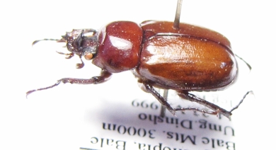 Coelocorynus hiermeieri, male  Ethiopia - INSECTS-STORE.RU