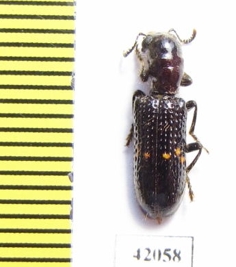 Cleridae sp.  South Africa Rep. - INSECTS-STORE.RU