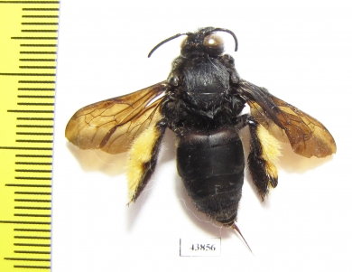 Hymenoptera sp.  Ecuador - INSECTS-STORE.RU