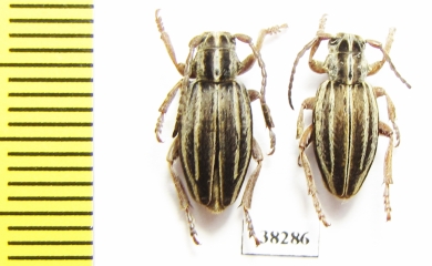 Dorcadion hellmanni  Turkey, Van prov. - INSECTS-STORE.RU