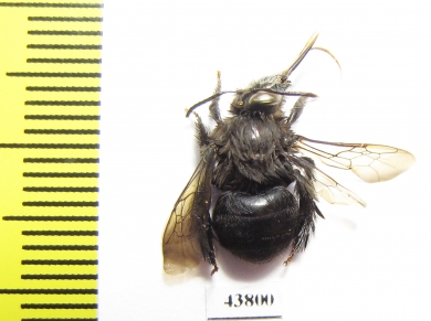 Hymenoptera sp.  Colombia - INSECTS-STORE.RU
