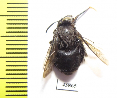Hymenoptera sp.  Colombia - INSECTS-STORE.RU
