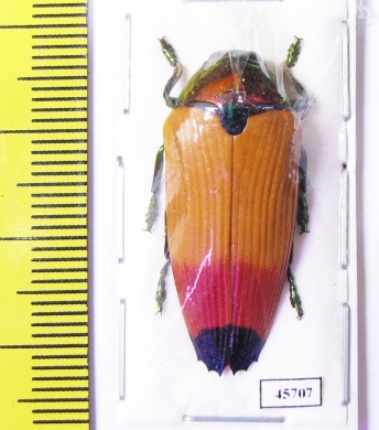 Metaxymorpha apicalis  Indonesia, Aru isl. - INSECTS-STORE.RU