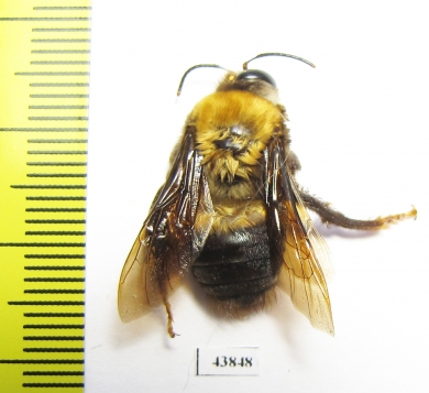 Hymenoptera sp.  Colombia - INSECTS-STORE.RU