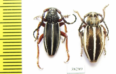 Dorcadion scabricolle ssp., pair  Turkey, Mus prov. - INSECTS-STORE.RU