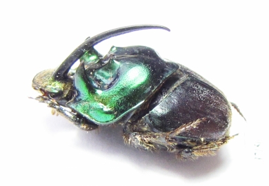 Proagoderus extensus, male  Tanzania - INSECTS-STORE.RU