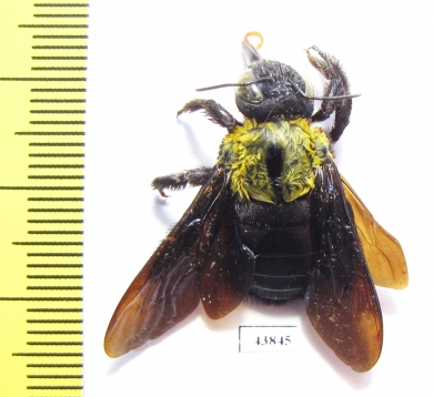 Hymenoptera, Xylocopa sp.  India, Meghalaya - INSECTS-STORE.RU