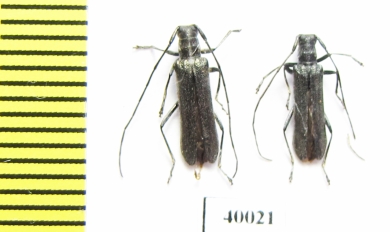 Eumecocera impustulata  Russia, Far East - INSECTS-STORE.RU