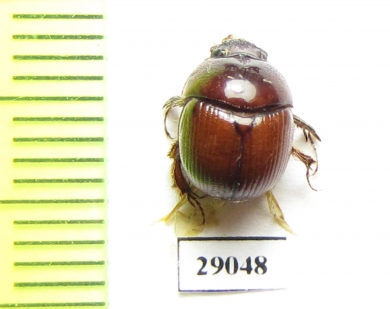 Bolboceratinae sp.  Tanzania - INSECTS-STORE.RU