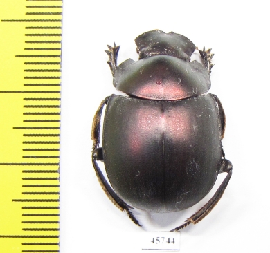 Anachalcos sp.  South Africa Rep. - INSECTS-STORE.RU