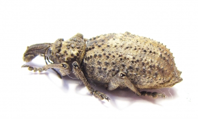 Curculionidae sp.  South Africa Rep. - INSECTS-STORE.RU
