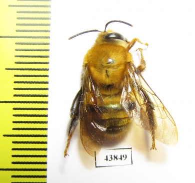 Hymenoptera sp.  Colombia - INSECTS-STORE.RU