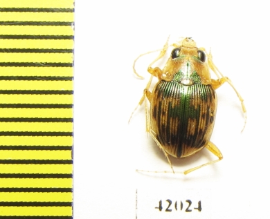 Omophron sp.  South Africa Rep. - INSECTS-STORE.RU