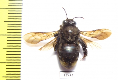 Hymenoptera sp.  Colombia - INSECTS-STORE.RU