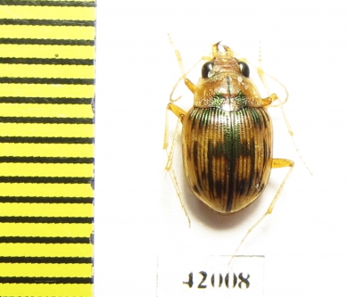 Omophron sp.  South Africa Rep. - INSECTS-STORE.RU