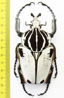 Goliathus goliathus f.quadrimaculatus/striatus, male  Cameroon 90mm - INSECTS-STORE.RU