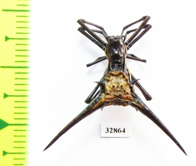 Arachnida sp.  Peru - INSECTS-STORE.RU