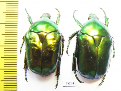 Protaetia speciosissima  Russia, Voronezh reg. - INSECTS-STORE.RU