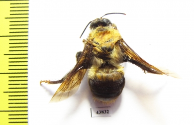 Hymenoptera sp.  Colombia - INSECTS-STORE.RU