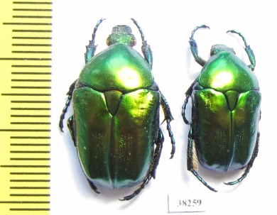 Protaetia affinis  Russia, Voronezh reg. - INSECTS-STORE.RU