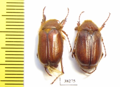 Rhizotrogus aequinoctialis  Russia, Volgograd reg. - INSECTS-STORE.RU