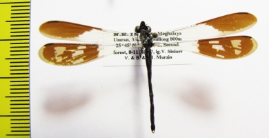 Odonata sp.  India, Meghalaya - INSECTS-STORE.RU