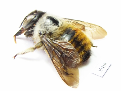 Hymenoptera sp.  Mexico - INSECTS-STORE.RU