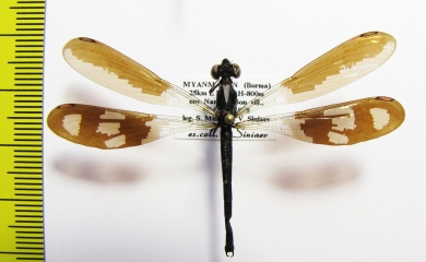 Odonata sp.  Myanmar - INSECTS-STORE.RU