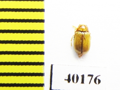 Chrysomelidae sp.  Russia, Far East - INSECTS-STORE.RU