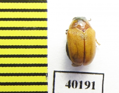 Chrysomelidae sp.  Thailand - INSECTS-STORE.RU